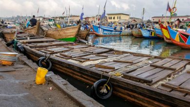 Frozen fish in slabs packed in a canoe in Elmina