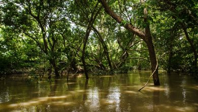 Coastal ecosystems such as that of Ghana capture and store "blue" carbon from the atmosphere.