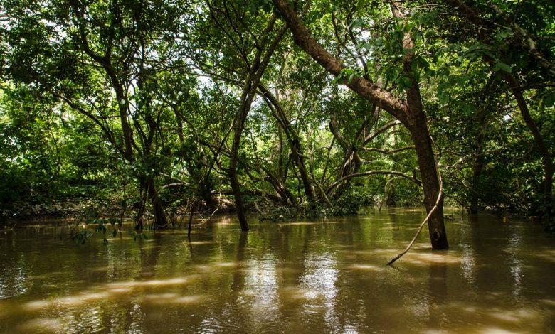 Coastal ecosystems such as that of Ghana capture and store "blue" carbon from the atmosphere.