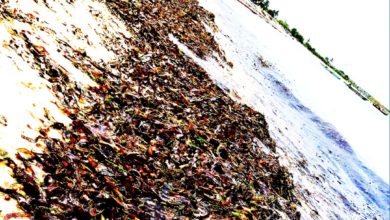 Dead Seagrass Meadows in Tanzania