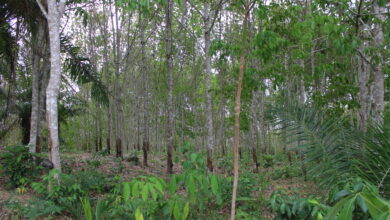 Pic credit: Rubber Plantation, Wassa East District, Credit Gideon Sarpong, 2023