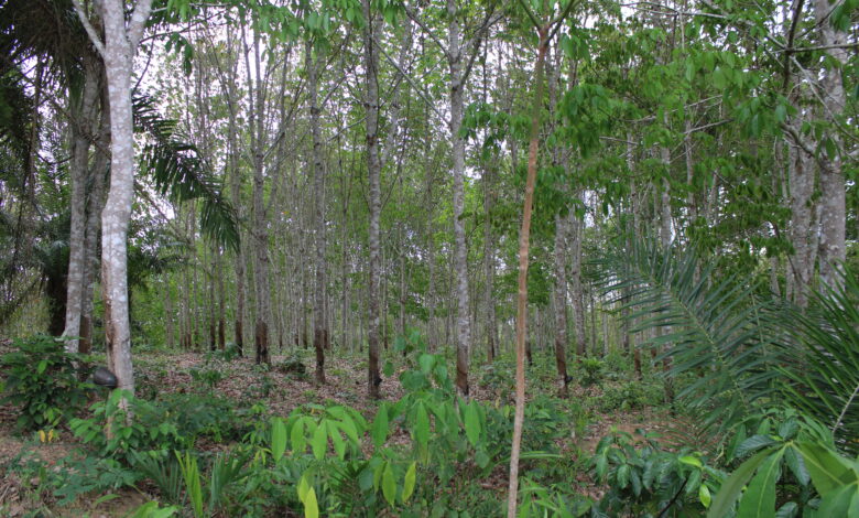 Pic credit: Rubber Plantation, Wassa East District, Credit Gideon Sarpong, 2023